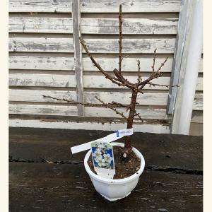 若松 松 門松 切り枝 送料値引きあり : フラワーハウス・シモン - 通販