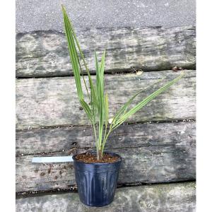 ≪ナンノロプス・アラビカシルバー≫ Mazari Palm 耐寒性ヤシ