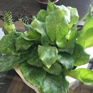 観葉植物 SOUJU（創樹）ブランド：オリーブの木*4号 セントキャサリン