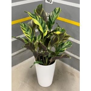 観葉植物：ゲッペルティア ドレスレリー ヘレン ケネディ*5号