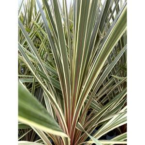 ユッカ グロリオサ'バリエゲイティッド' Yucca gloriosa variegata【5