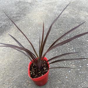 コルディリネ（コルジリネ）オーストラリス レッドスター　Cordyline A 'Red Star'【3.5-4号】