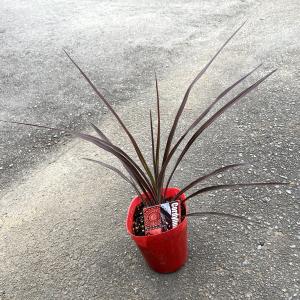 コルディリネ(コルジリネ)オーストラリス レッ...の詳細画像1