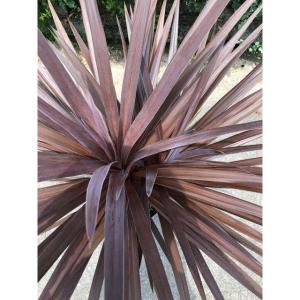 コルディリネ(コルジリネ)オーストラリス レッ...の詳細画像2