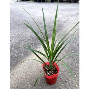 ブラヘア カルカレア Brahea calcarea 5号 : 植物・園芸専門店 花育