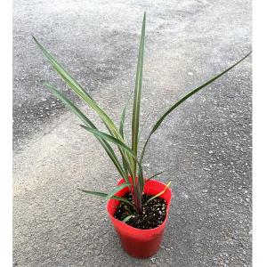 ユッカ グロリオサ'ブライトスター' Yucca gloriosa 'Bright Star' 5号