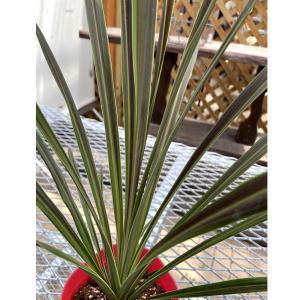 ユッカ グロリオサ'バリエゲイティッド' Yucca gloriosa variegata【5