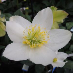 クリスマスローズ ニゲルの商品一覧 通販 Yahoo ショッピング