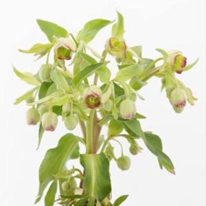 クリスマスローズ 原種の商品一覧 通販 Yahoo ショッピング