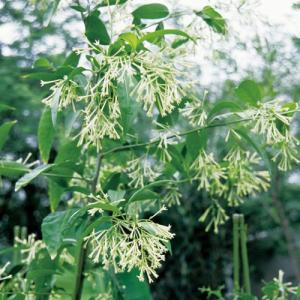 アルピニア バリエガータ（黄斑月桃 キフゲットウ） Alpinia zerumbet