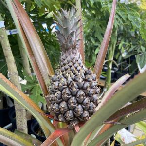 もみじコレクション15 有明野村 接木苗 6号鉢 5年物 全長80cm 楽天市場】猩々野村もみじ苗【もみじ】 【ポット苗】【紅葉】 : 園芸