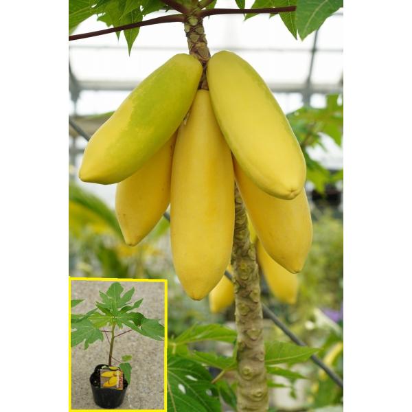 パパイヤの苗　ゴールデンパパイヤ　10.5cmポット苗　熱帯果樹