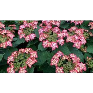 クリスマスローズ 吉田園芸 アンティークピエラ 0218-040 現品販売