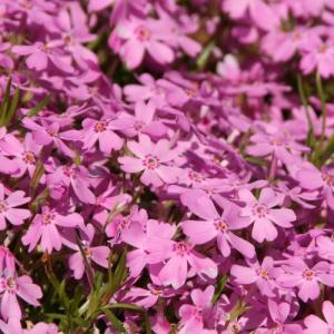 芝桜（シバザクラ）の苗（ピンク）
