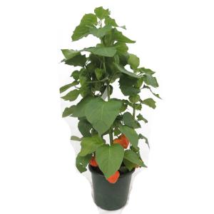 ほおずき 鉢植えの商品一覧 通販 Yahoo ショッピング