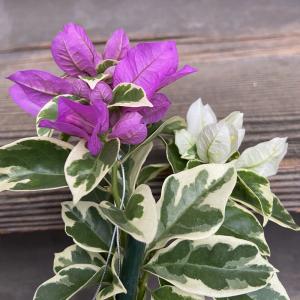 ブーゲンビレア・ブルーハワイ　3.5号鉢植え　サンデリアーナパープル＆サンデリアーナホワイト