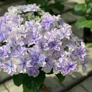 ☆ハイドランジア♡アジサイ☆ふわり☆5号鉢☆希少☆ ハイドランジア（アジサイ）ふわり 5.5号鉢植え : 植物・園芸