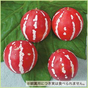 沖縄スズメウリの苗