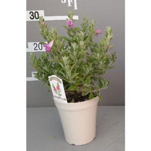 花育通販yahoo 店 Yahoo ショッピング