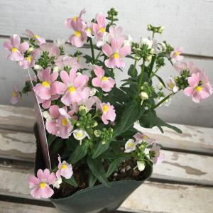 ネメシア・メーテル・エレーヌの苗