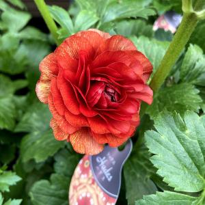 開花見込み株 ラナンキュラス ラックス ハデスの苗 5号鉢 冷蔵処理