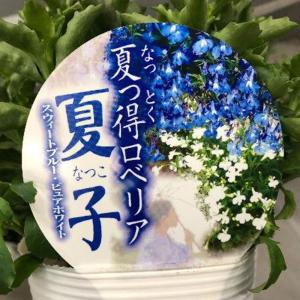 ロベリア 苗の商品一覧 通販 Yahoo ショッピング