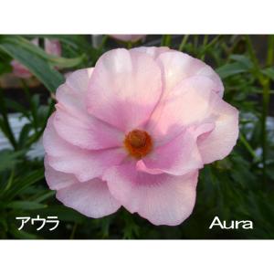 開花終了株　ラナンキュラス ラックス／アウラの苗　5号鉢　冷蔵処理