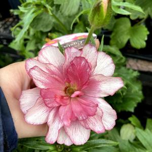 開花見込み株 ラナンキュラス ラックス リキュ...の詳細画像1