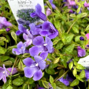 トレニアカタリーナブルーリバー 苗 の商品一覧 花 ガーデニング 通販 Yahoo ショッピング