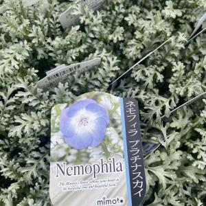 ストロビランテス アニソフィルス ブルネッティー の苗 Ki Kaboku 609 花育通販yahoo 店 通販 Yahoo ショッピング