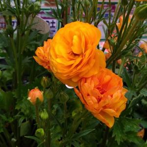 春開花見込み芽出し株 ラナンキュラス ラックス...の詳細画像2