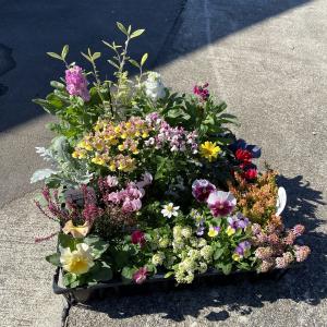 牡丹 連鶴 豪華多弁 大輪咲き 鉢ごと発送 牡丹 花 苗 ボタン 鉢植え 春 連鶴 れんかく 豪華 多弁 八重 半抱え