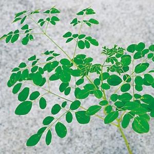 山野草・高山植物の苗 日本熊谷草（クマガイソウ） : 植物・園芸専門店