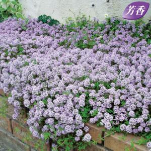 ネコポス☆トリトニア　雪柳　ロンギカウリスタイム ハーブの苗 ロンギカウリスタイム : 植物・園芸専門店 花育通販Yahoo