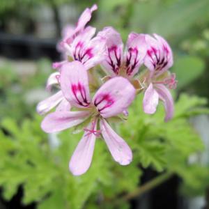 ハーブ 苗 レモンゼラニウム （レモンペラルゴニウム） 3号ポット苗