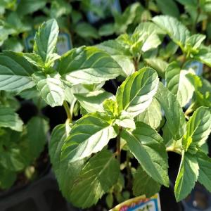 ハーブの苗 パイナップルミント : 植物・園芸専門店 花育通販Yahoo!店