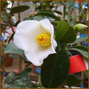 椿 ツバキの苗木 初黄 接木 : 植物・園芸専門店 花育通販Yahoo!店