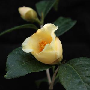 大株 ベトナムの椿 ハイドゥン 白花 6寸鉢植え ：椿（ツバキ