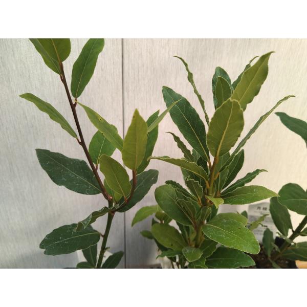 ハーブの苗木　月桂樹（ローリエ）の苗木