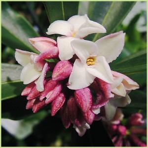 椿 ツバキの苗木 素粧 そしょう : 植物・園芸専門店 花育通販Yahoo!店