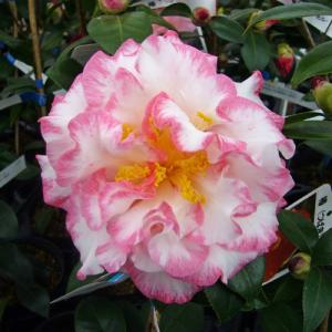 椿 ツバキの苗木 ファイヤーダンス : 植物・園芸専門店 花育通販Yahoo