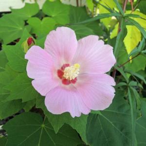 芙蓉（フヨウ）桃花の苗