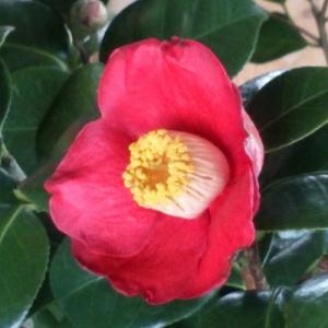 椿 ツバキの苗木 加茂本阿弥 かもほんなみ : 植物・園芸専門店 花育