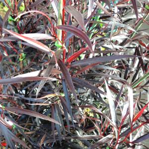 アゴニス フレクソーサ（黒葉ユーカリ）　ブラックテイルの苗