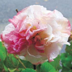 くすだま咲き酔芙蓉（スイフヨウ）の苗（1年生）