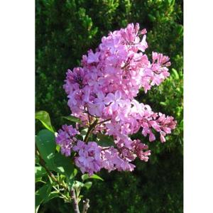 ライラック「エスタースターレー」の苗木