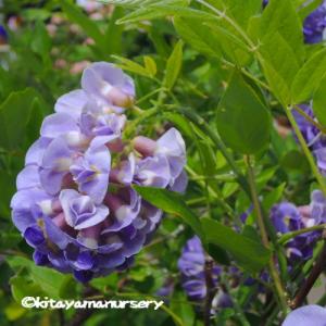 バイカウツギ スノーファンタジーの苗木 Ki Kaboku 439 花育通販yahoo 店 通販 Yahoo ショッピング