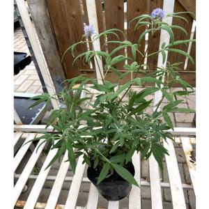 盆栽苗木 八房黒松（やつふさくろまつ） : 植物・園芸専門店 花育通販