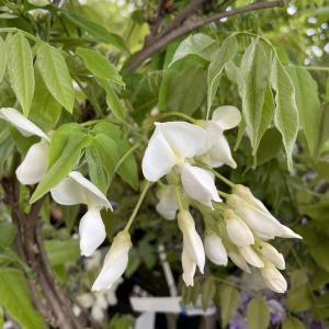 藤（フジ）「八重黒龍藤」の苗木 : 植物・園芸専門店 花育通販Yahoo!店