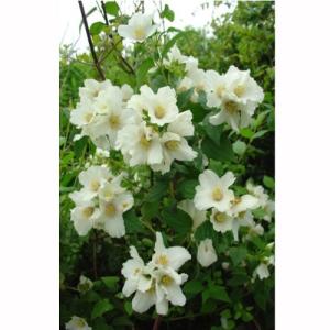 バイカウツギ イエローヒルの苗木 : 植物・園芸専門店 花育通販Yahoo